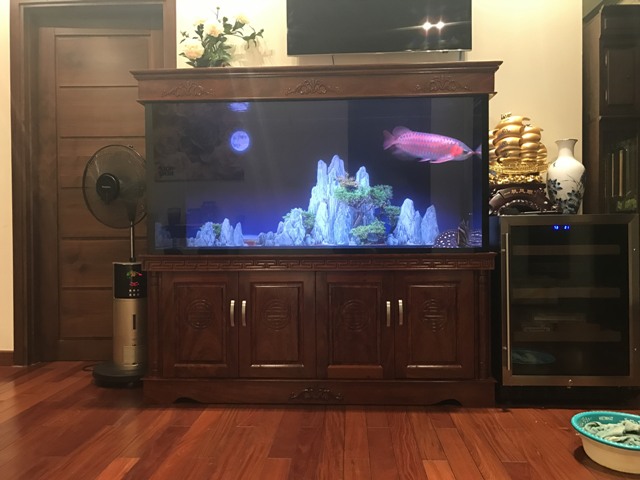 Bể Cá Rồng Gỗ Hương – Thi Công Tại Trần Duy Hưng Hà Nội