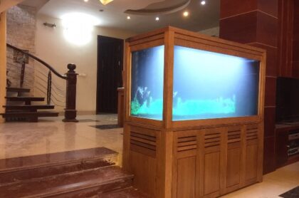 Bể cá Rồng Thi Công Tại Sóc Sơn – Hà Nội
