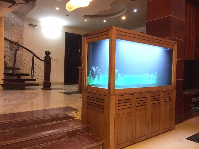 Bể cá Rồng Thi Công Tại Sóc Sơn – Hà Nội