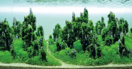 Mẫu Bể Thủy Sinh Rêu Đẹp