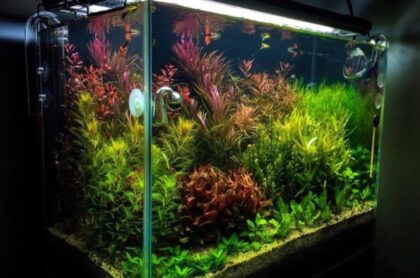 Mẫu Bể Thủy Sinh Hà Lan Mới Thi Công Tại 187 Âu Cơ
