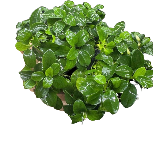 Cây Ráy Nana – Loài Cây Thủy Sinh Tuyệt Vời Cho Bể Cá Cảnh