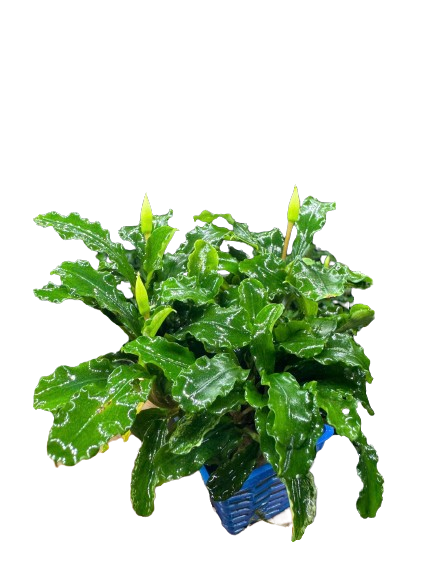 Cây Bucept Tím – Viên Ngọc Quý Trong Thế Giới Thủy Sinh